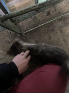 Добродушный котик