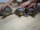 Черепахи омдам в хорошие руки объявление продам