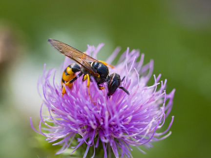 Семена расторопши (1кг)