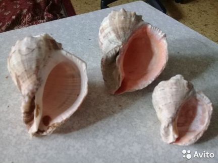 Морские ракушки