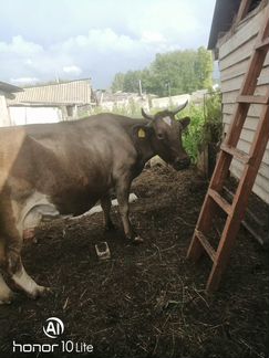 Айширская высокоудойная корова - фотография № 1