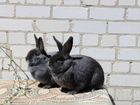 Кролики породы Венский голубой объявление продам