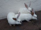 Кролики на племя объявление продам