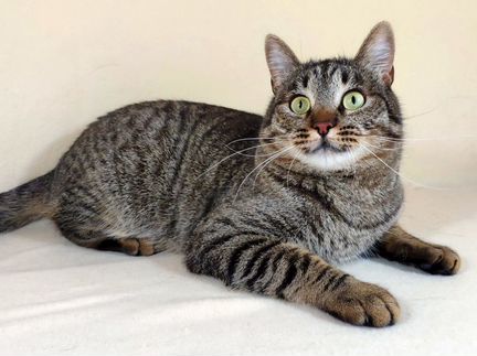 Кот гений ищет дом