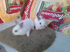 Продаются декоративные кролики объявление продам