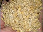 Пшеница и ячмень 25-30 тонн