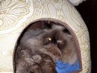 Персидский кот. Вязка объявление продам