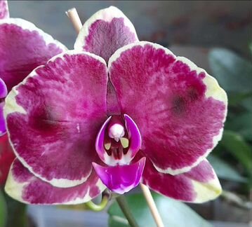 Орхидея фаленопсис цветущая