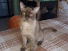 Бурманский кот. Вязка