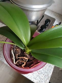 Орхидея фаленопсис