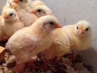 Цыплята от курицы несушки возможна доставка