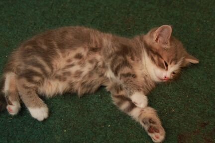 Симпатичный котёнок