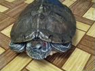Красноухая черепаха объявление продам