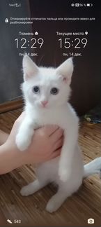Белый котенок в добрые руки