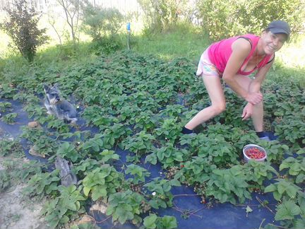 Рассада клубники и земляники