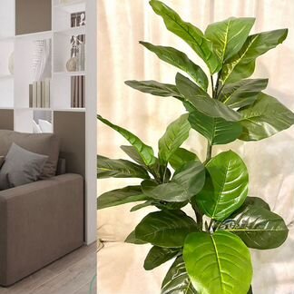 Фикус Лирата искус - растение для дома