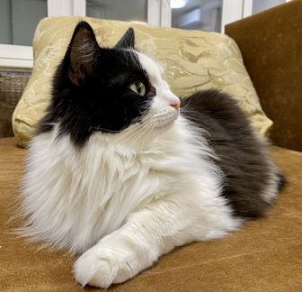 Кроткая умница