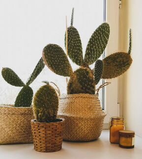 Детки кактуса крупной опунции, 10-20 см в высоту