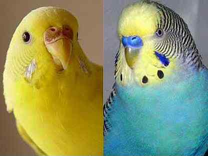 Как отличить волнистого. Голубая восковица у волнистого попугая пол. Восковица самочки волнистого попугая. Волнистый попугайчик лютино самка. Восковица самца волнистого.