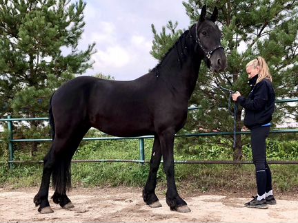 Фризский конь