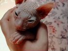 Кошка Донской сфинкс объявление продам