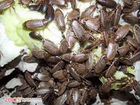 Мраморные тараканы, сверчки