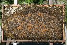 Пчелы объявление продам