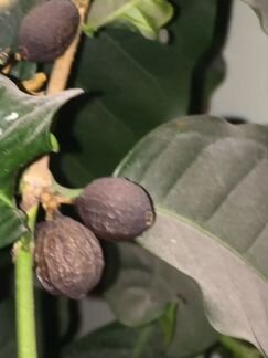 Кофейное дерево