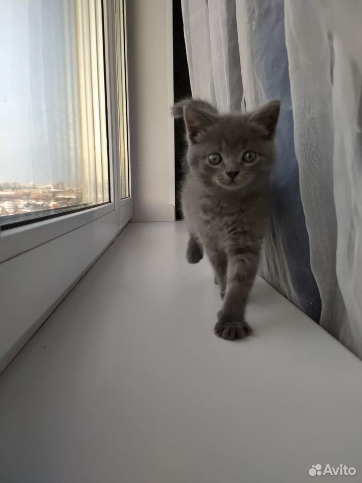 Отдам котенка в добрые руки