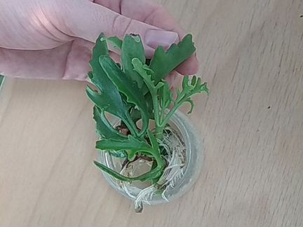 Каланхоэ бесплатно с корнями отросток