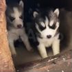 Сибирский хаски щенки ищут дом в хорошие руки объявление продам